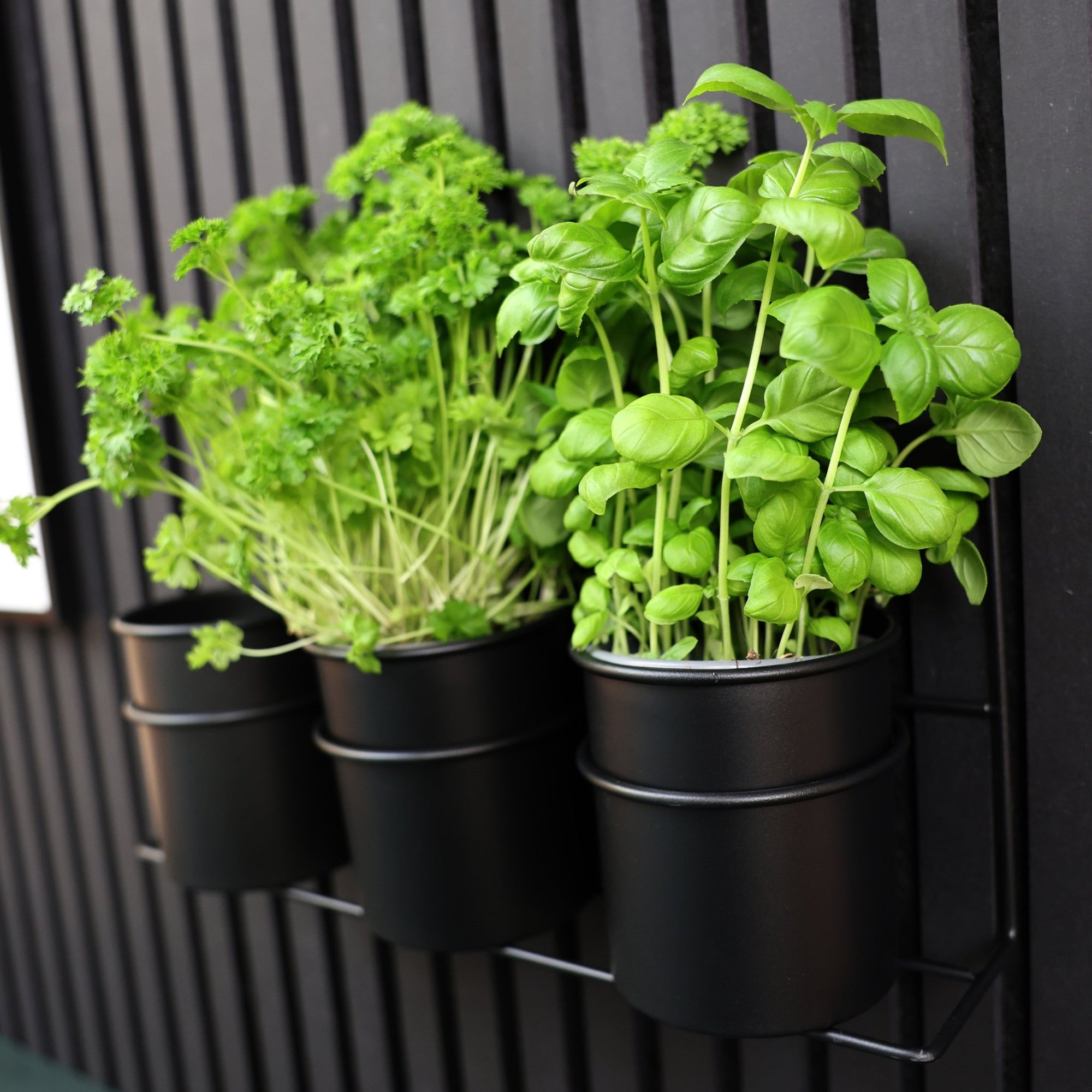 Palissar® Universal Storage – Aufbewahrungssystem mit 3 Bechern - Palissar